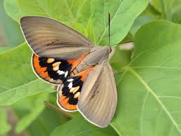 Papillon Papillon