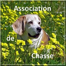 Chasse